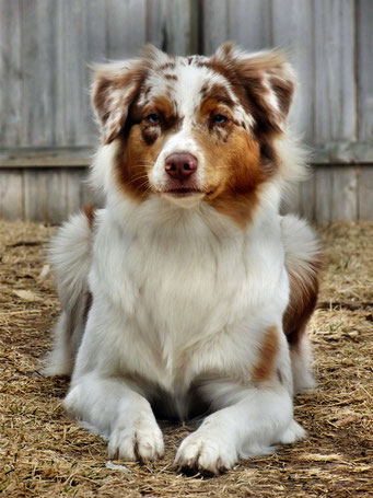 Australian Shepherd