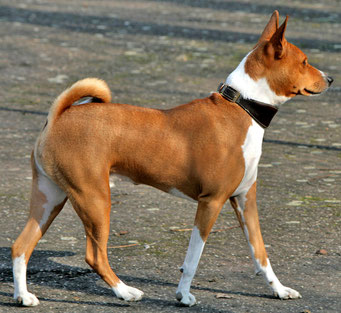 Basenji