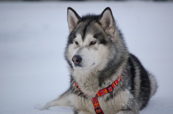 Alaskan Malamute