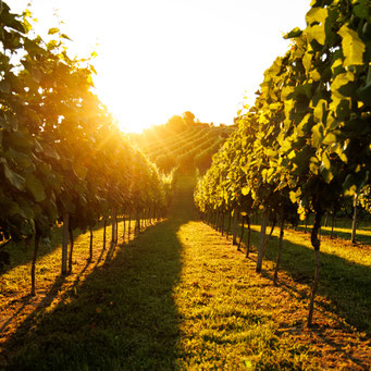 Schöne Orte inmitten der Weinreben
