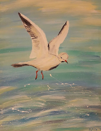 Möwe