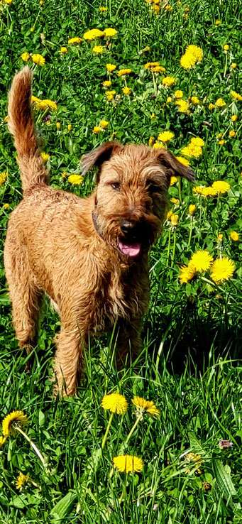 Johnny, Irish Terrier