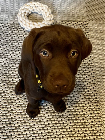 Kaida of Three Castaneas, Labrador Retriever 