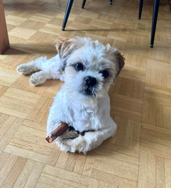 Cappuccino, Shih Tzu Mischling