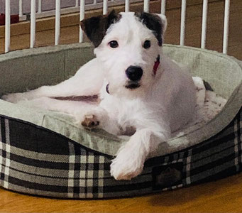 Speedy, Parson Russell Terrier
