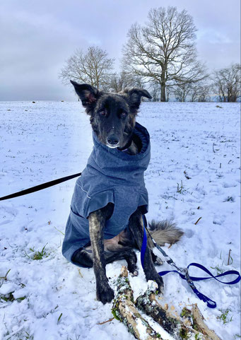 Gris, Galgo-Mix