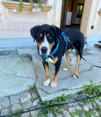Mirco, grosser Schweizer Sennenhund