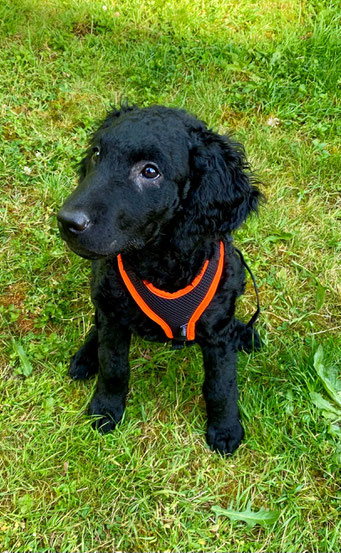 Shakespeare, Curly Coated Retriever