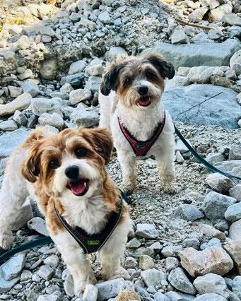 Ruby & Foxi, Havaneser