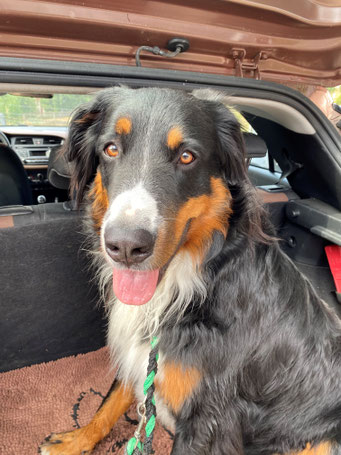 Buddy, Bernersennen-Mix