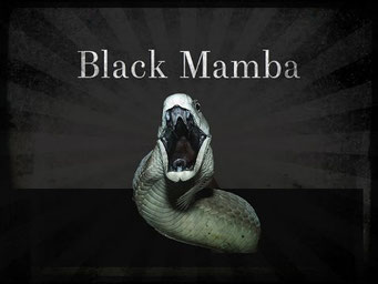 Mamba noir : le baiser de la mort / National Geographic