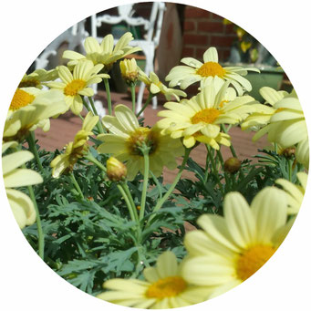 marguerite