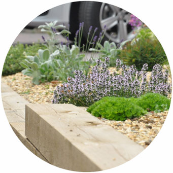 dry garden