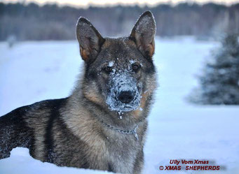 Ully Vom Xmas