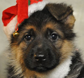 Yozzy Vom Xmas
