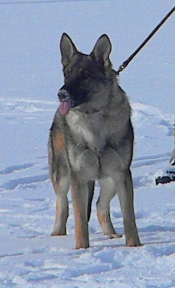 Unikë Vom Xmas