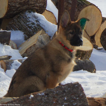 Zed Vom Xmas