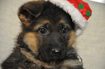 Yndy Vom Xmas