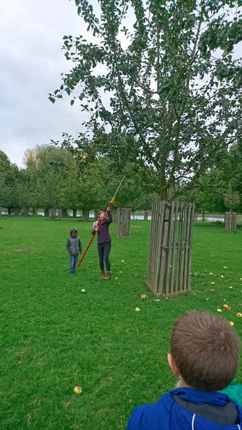 Obsternte - Äpfel vom Baum rütteln