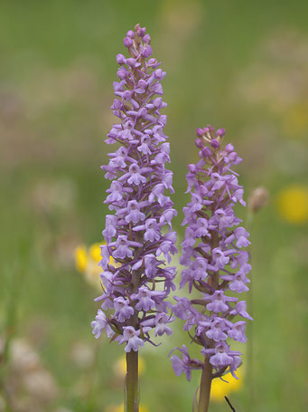 Gymnadenia conopsea / Mücken Händelwurz