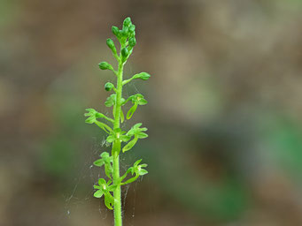 Listera ovata / Großes Zweiblatt