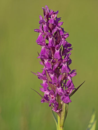 Dactylorhiza majalis / Breitblättriges Knabenkraut