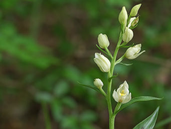 Cephalanthera damasonium / Weißes Waldvögellein