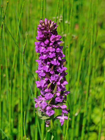Dactylorhiza incarnata / Fleischfarbene Knabenkraut