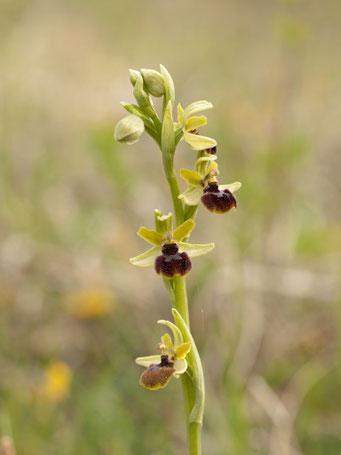 Ophrys araneola / Spinnenragwurz