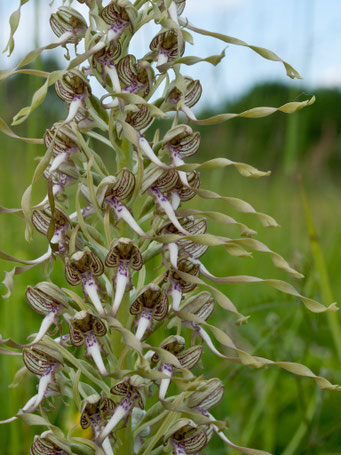 Himantoglossum hircinum / Bocks-Riemenzunge