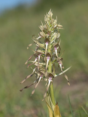 Himantoglossum hircinum / Bocks-Riemenzunge