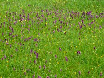 Dactylorhiza majalis / Breitblättriges Knabenkraut