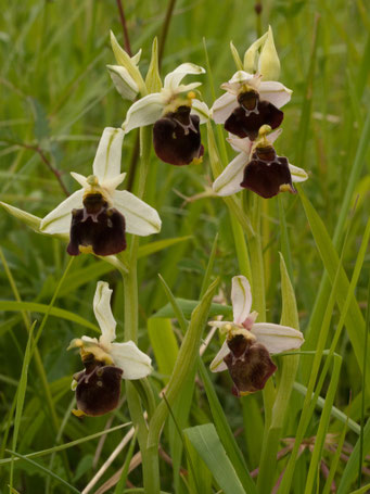 Ophrys holoserica / Hummel-Ragwurz