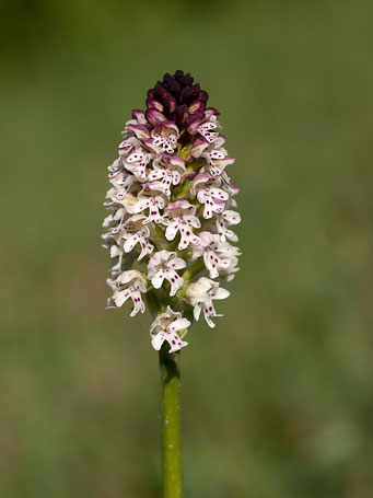 Orchis ustulata / Brand-Knabenkraut