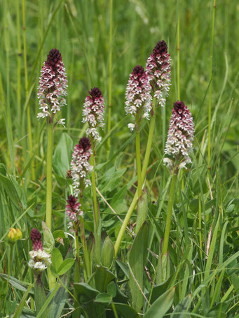 Orchis ustulata / Brand-Knabenkraut
