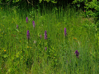 Dactylorhiza incarnata / Fleischfarbene Knabenkraut