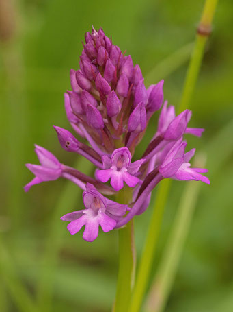 Anacamptis pyramidalis / Pyramiden Hundswurz