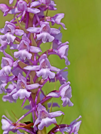 Gymnadenia conopsea / Mücken Händelwurz