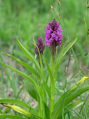 Dactylorhiza praetermissa / Übersehenes Knabenkraut