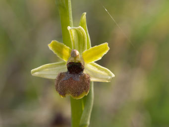 Ophrys araneola / Spinnenragwurz