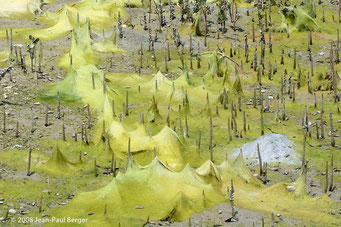 Algues filamenteuses étouffant les pneumatophores des Avicennias de la mangrove - Ajman