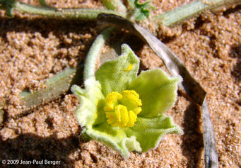 Citrullus colocynthis - Région de Batayeh