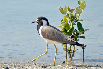 Mangrove à Ajman