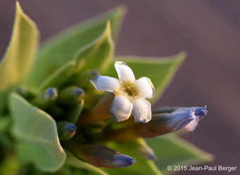 Rhazya stricta - Plaine caillouteuse de la Région d'Al Dhaid