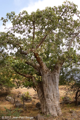 Baobab - Forêt sur le versant océanique du Jebel Samhan