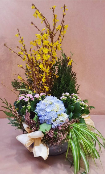 Composition de plantes fleuries tons bleus et roses assorties de Conifère panachés