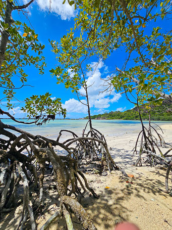 Mangroven Badamier trail auf Curieuse Island Seychellen