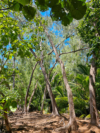 Badamier trail auf Curieuse Island Seychellen