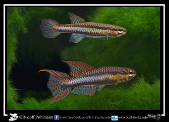 6.  Aphyosemion (Chromaphyosemion) splendopleure "100 m N riv. Boutchilika ADK 11/453" (Kamerun)