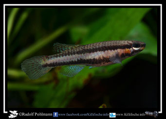 6.  Aphyosemion (Chromaphyosemion) splendopleure "100 m N riv. Boutchilika ADK 11/453" female (Kamerun)